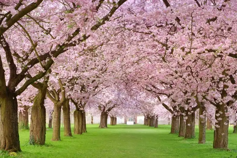 Kashmir Special Package - Complete Valley Tour Kashmir Special Package